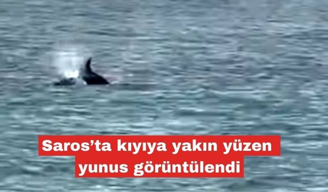 Saros’ta kıyıya yakın yüzen yunus görüntülendi