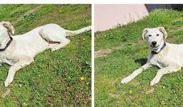 Sokak hayvanları için anlamlı yemek: "Bir bilet, bir can"