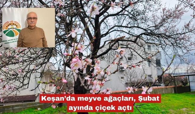Keşan’da meyve ağaçları, Şubat ayında çiçek açtı
