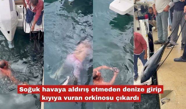 Soğuk havaya rağmen  kıyıya vuran orkinosu çıkardı