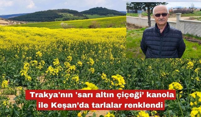 Trakya'nın 'sarı altın çiçeği’ kanola ile Keşan renklendi