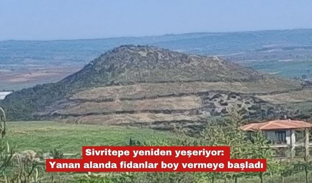 Yanan alanda dikilen fidanlar boy vermeye başladı