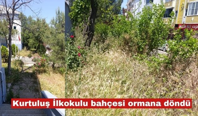 Kurtuluş İlkokulu bahçesi ormana döndü