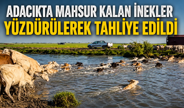 Adacıkta mahsur kalan inekler yüzdürülerek tahliye edildi