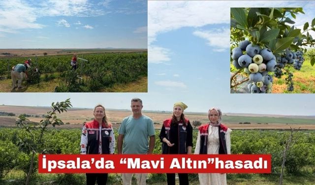 İpsala’da “mavi altın” hasadı başladı