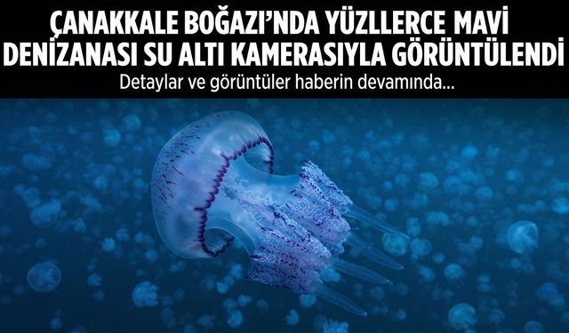 Çanakkale Boğazı'nda yüzlerce mavi denizanası