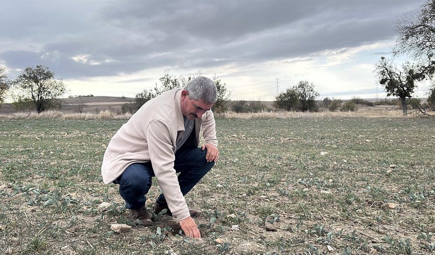 Trakya'nın 'sarı altın çiçeği' kanolayı kuraklık vurdu