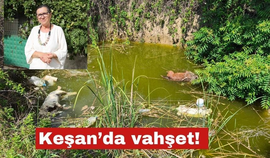 Keşan’da  su dolu çukurda başsız 3 ölü köpek bulundu