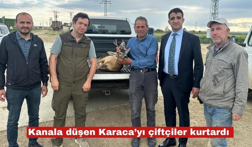 Sulama kanalına düşen karacayı çiftçiler kurtardı
