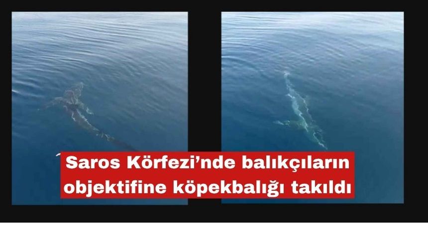 Saros Körfezi’nde balıkçıların objektifine köpekbalığı takıldı