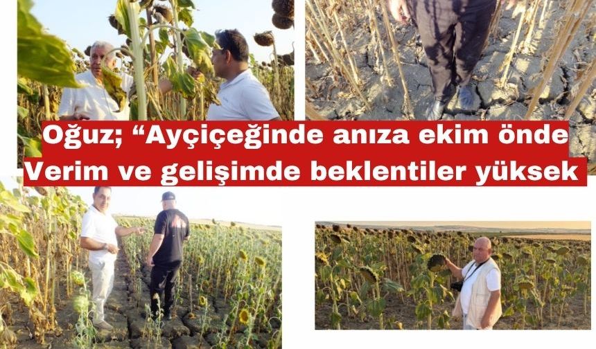 Oğuz; “Ayçiçeğinde anıza ekim önde