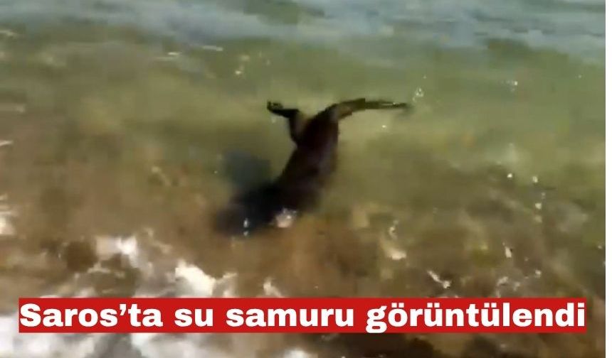 Saros’ta su samuru görüntülendi