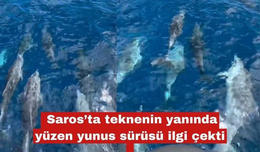 Saros’ta teknenin yanında yüzen yunus sürüsü ilgi çekti
