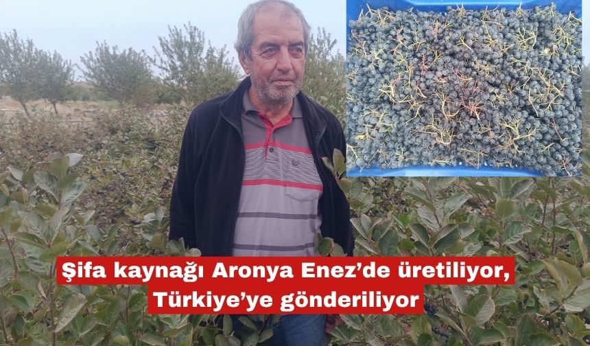 Şifa kaynağı Aronya Enez’de üretiliyor