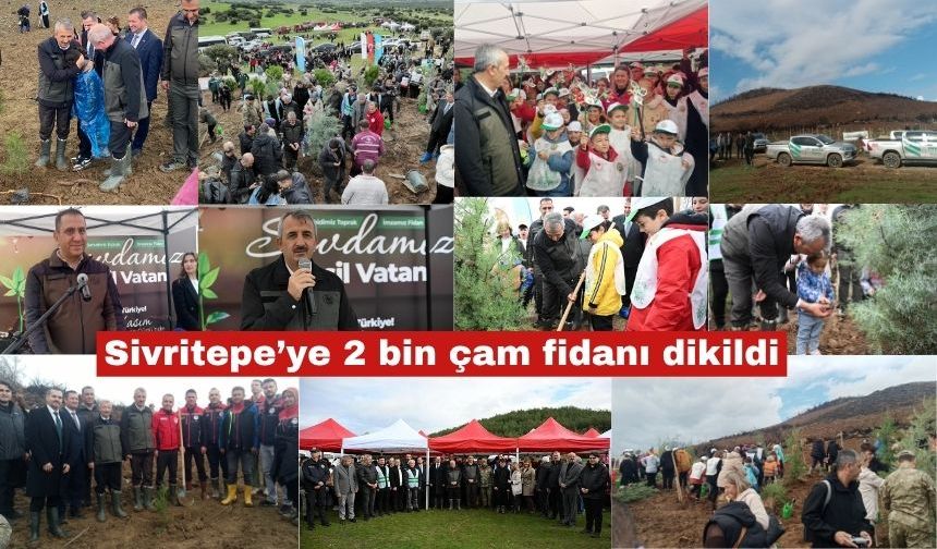Sivritepe’ye 2 bin çam fidanı dikildi