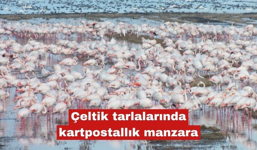 Çeltik tarlalarında kartpostallık manzara