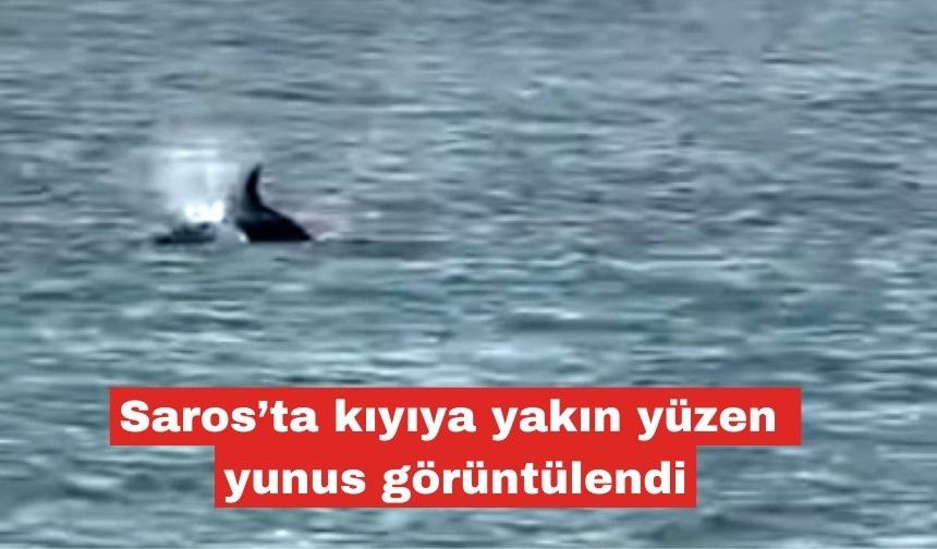 Saros’ta kıyıya yakın yüzen yunus görüntülendi
