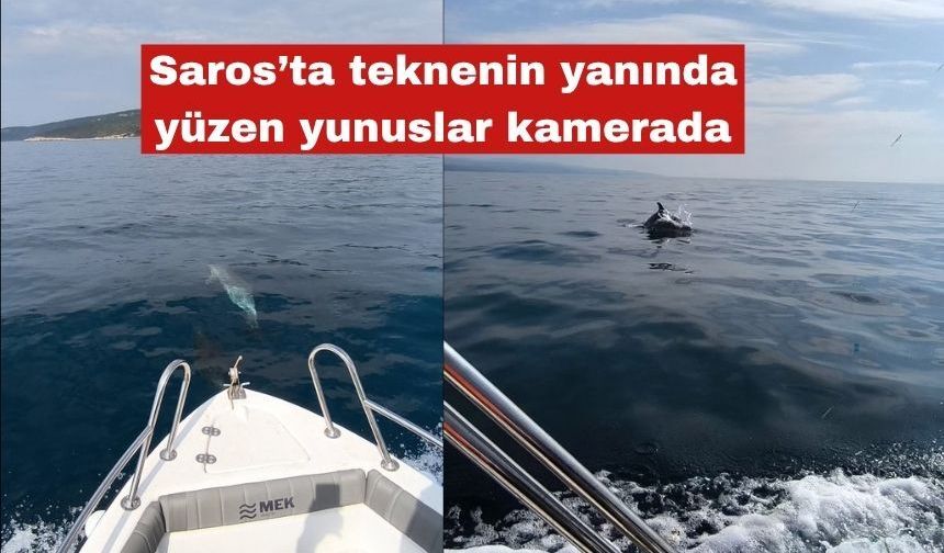 Saros’ta teknenin yanında yüzen yunuslar kamerada