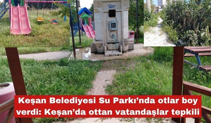 Keşan Belediyesi Su Parkı’nda otlar boy verdi