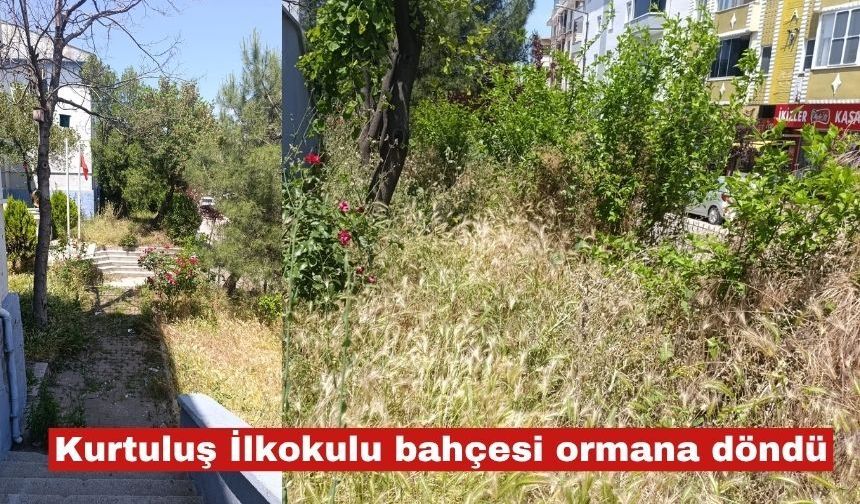 Kurtuluş İlkokulu bahçesi ormana döndü