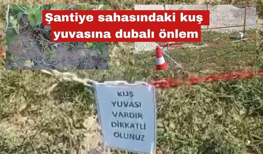 Şantiye sahasındaki kuş yuvasına dubalı önlem
