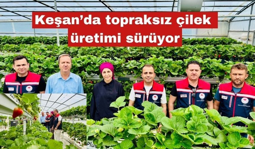Keşan’da topraksız çilek üretimi sürüyor