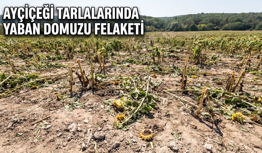 Çamlıca'da üreticilerin domuz kabusu
